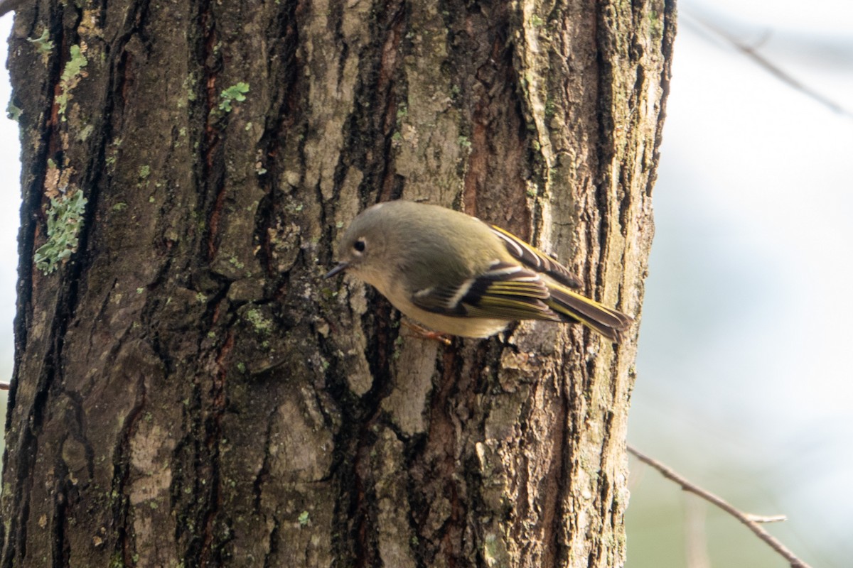 Ruby-crowned Kinglet - ML298339321