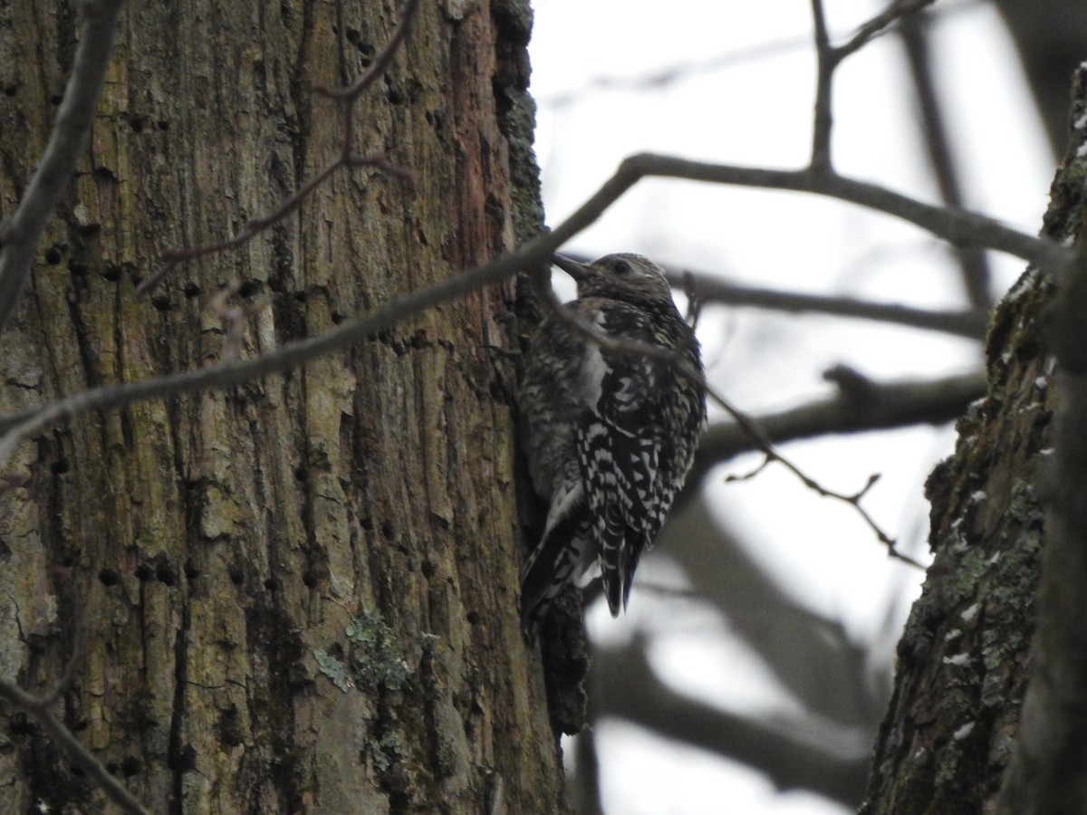 Yellow-bellied Sapsucker - Bill Stanley