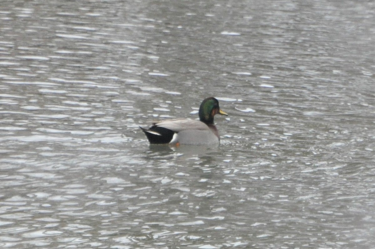 Gadwall x Mallard (hybrid) - ML298340681