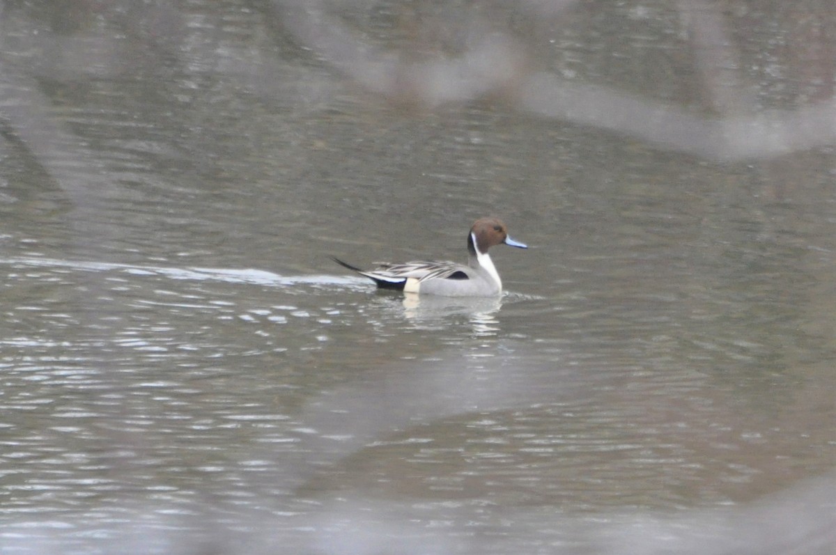 Northern Pintail - ML298340941