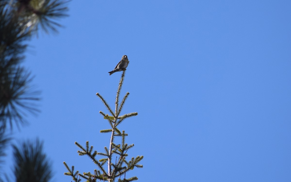 Гацуурын солбин хошуут - ML298343611