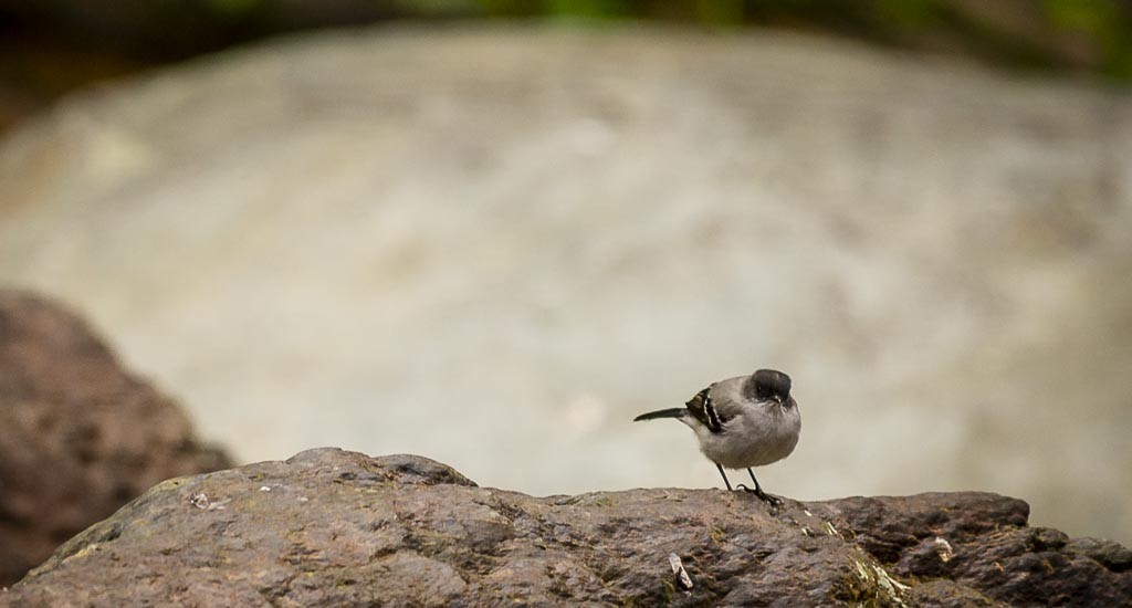 Torrent Tyrannulet - Diego Valbuena