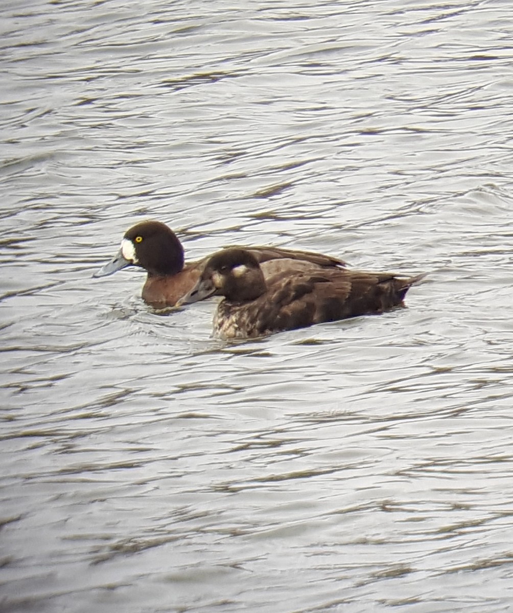 Surf Scoter - ML298343811