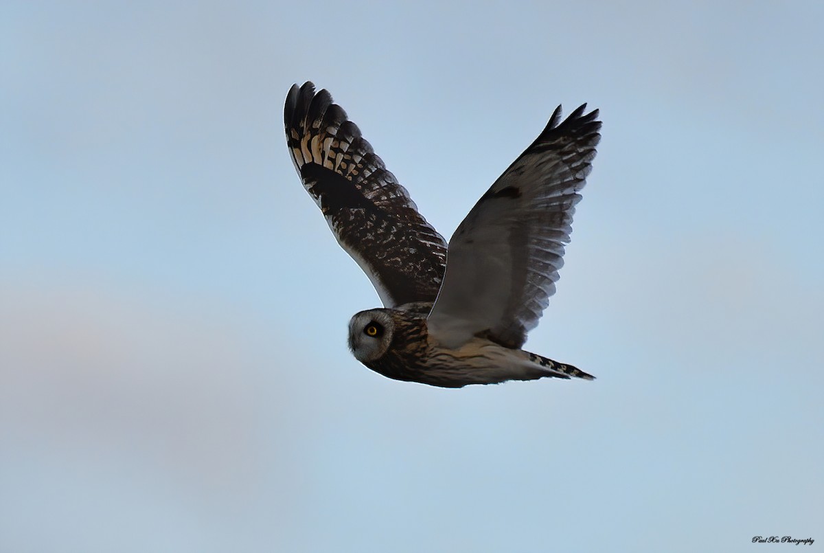 Short-eared Owl - ML298344681