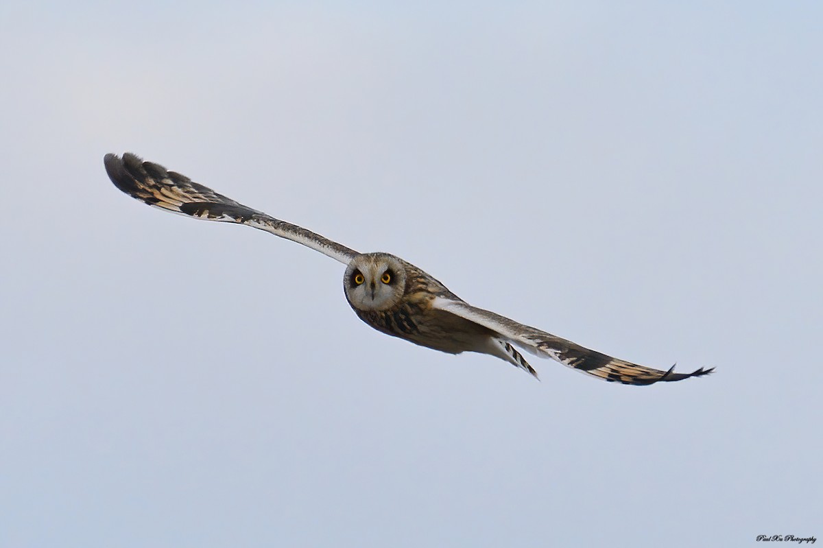 Short-eared Owl - Paul Xu