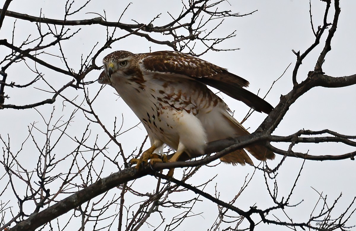 Rotschwanzbussard - ML298345801