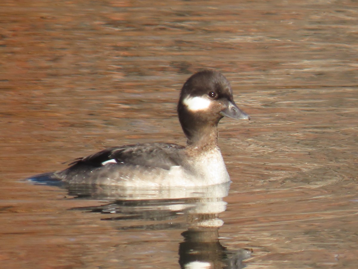 Bufflehead - ML298348361