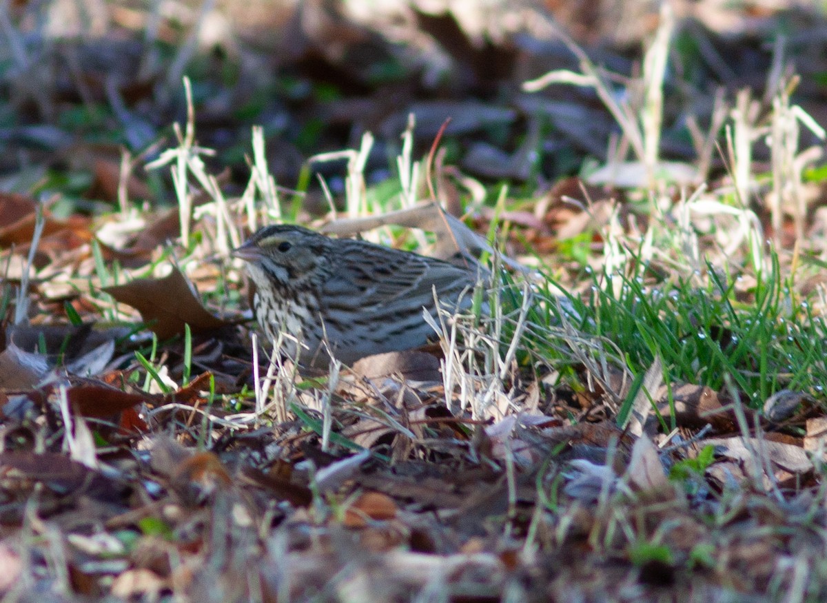 Savannah Sparrow - Bunkie Mangum