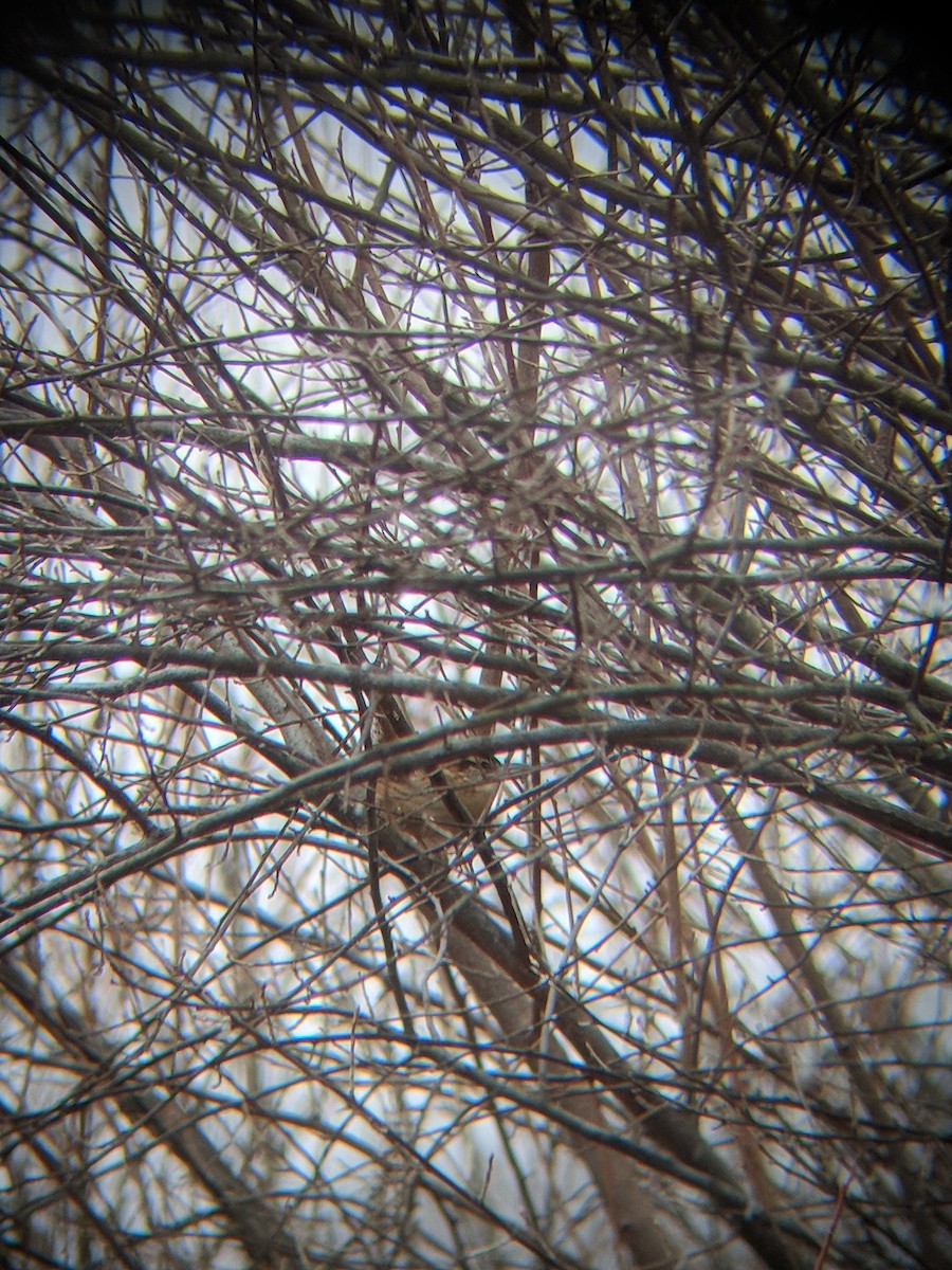 Carolina Wren - ML298350391