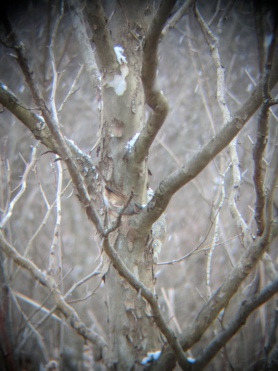 Swamp Sparrow - ML298350611