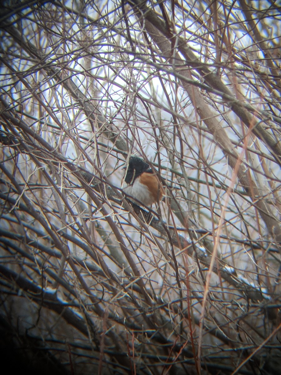 Eastern Towhee - ML298350931