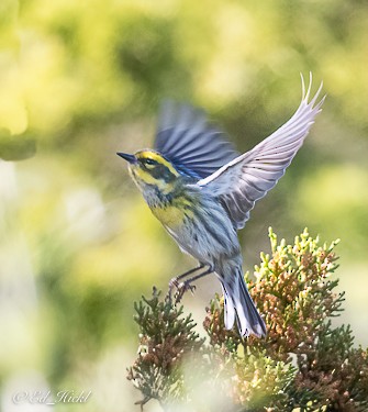 Townsend's Warbler - ML298352701