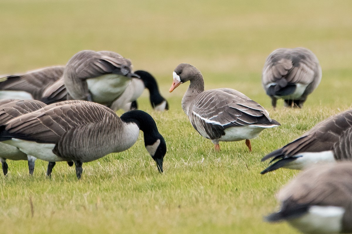 Greater White-fronted Goose - Sue Barth
