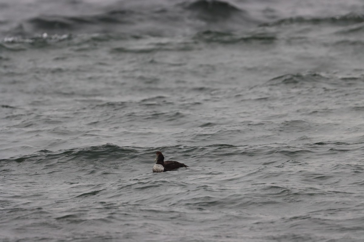 Eider arrunta - ML298354571