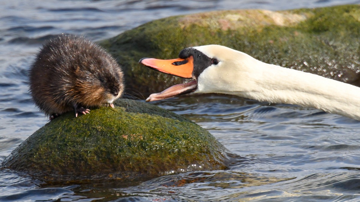 Cygne tuberculé - ML298354641