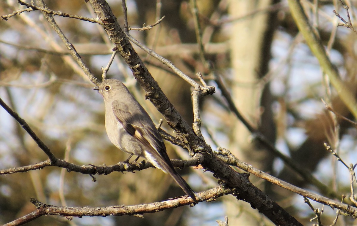 Townsend's Solitaire - ML298355751
