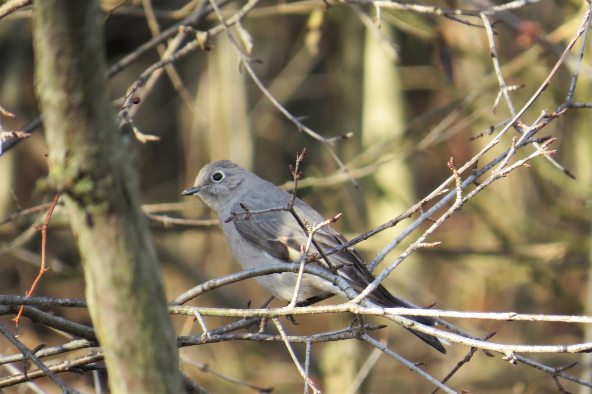 Townsend's Solitaire - ML298355761