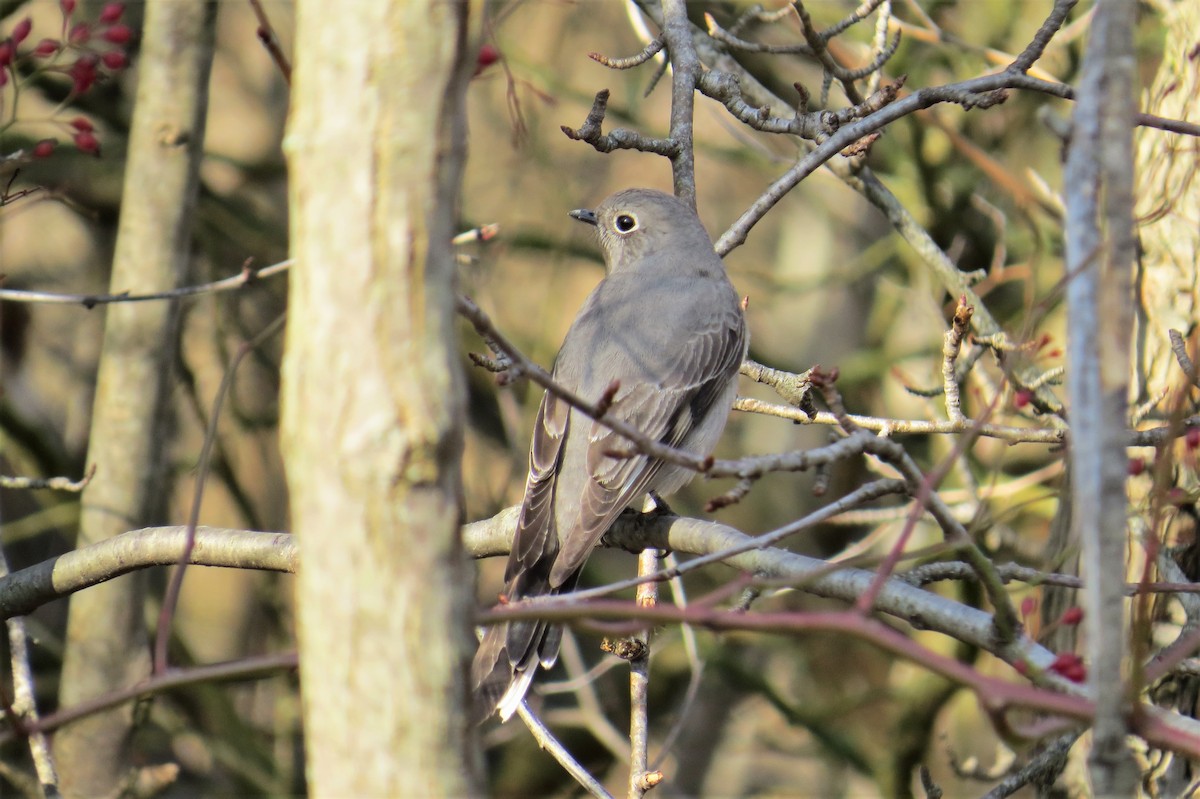 Townsend's Solitaire - ML298355781