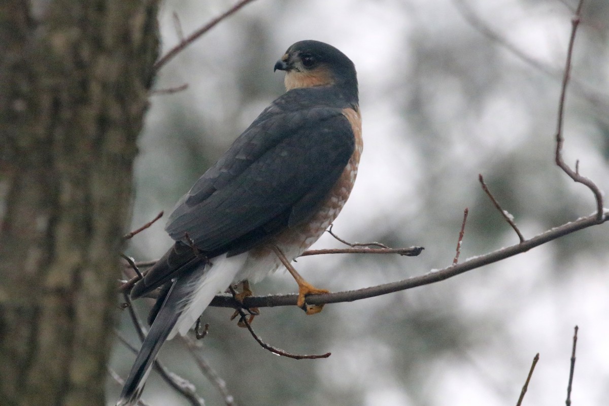Sharp-shinned Hawk (Northern) - Kevin McGowan