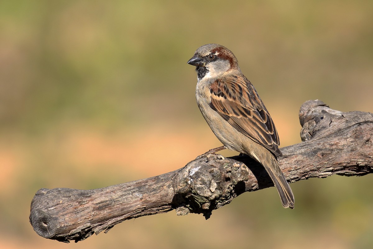 House Sparrow - Francisco Barroqueiro