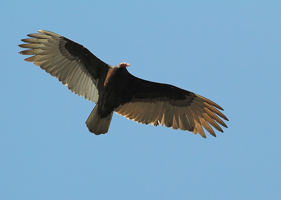 Turkey Vulture - tim jeffers