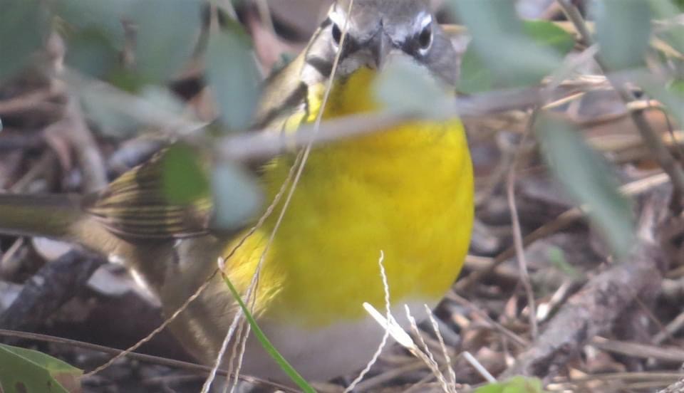 Yellow-breasted Chat - ML298358481