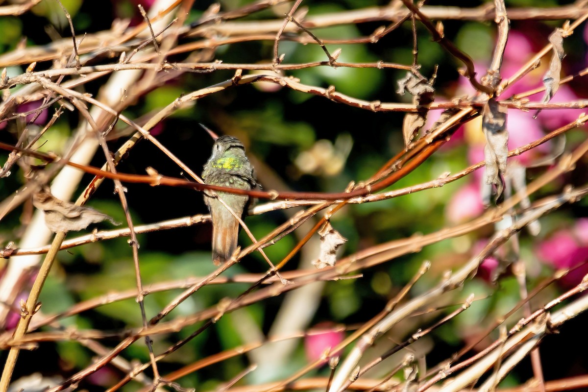Buff-bellied Hummingbird - ML298359271