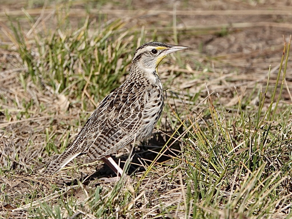 Western Meadowlark - ML298360721