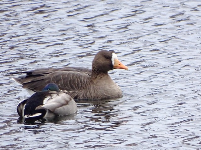 Greater White-fronted Goose - ML298361151