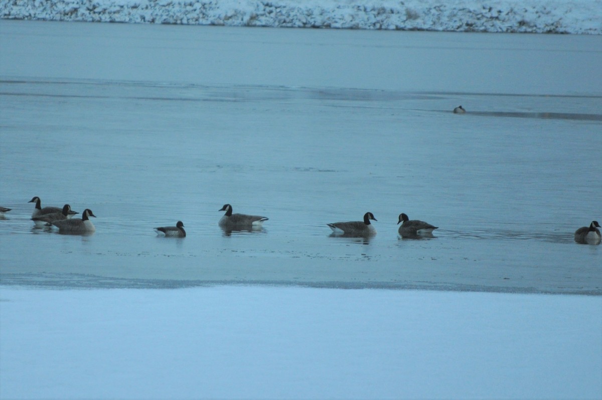 Brant - ML298361541