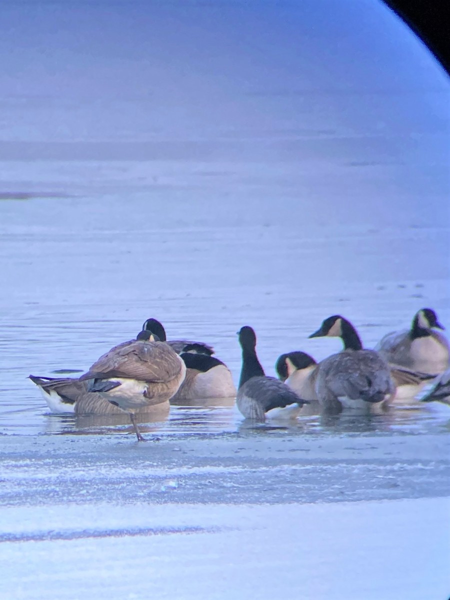 Brant - ML298361671