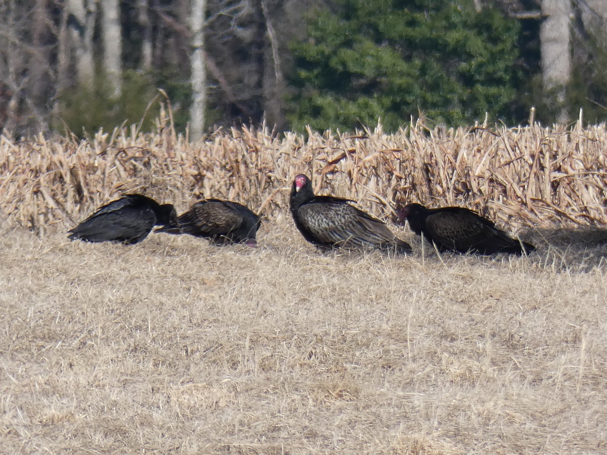 Black Vulture - ML298364211