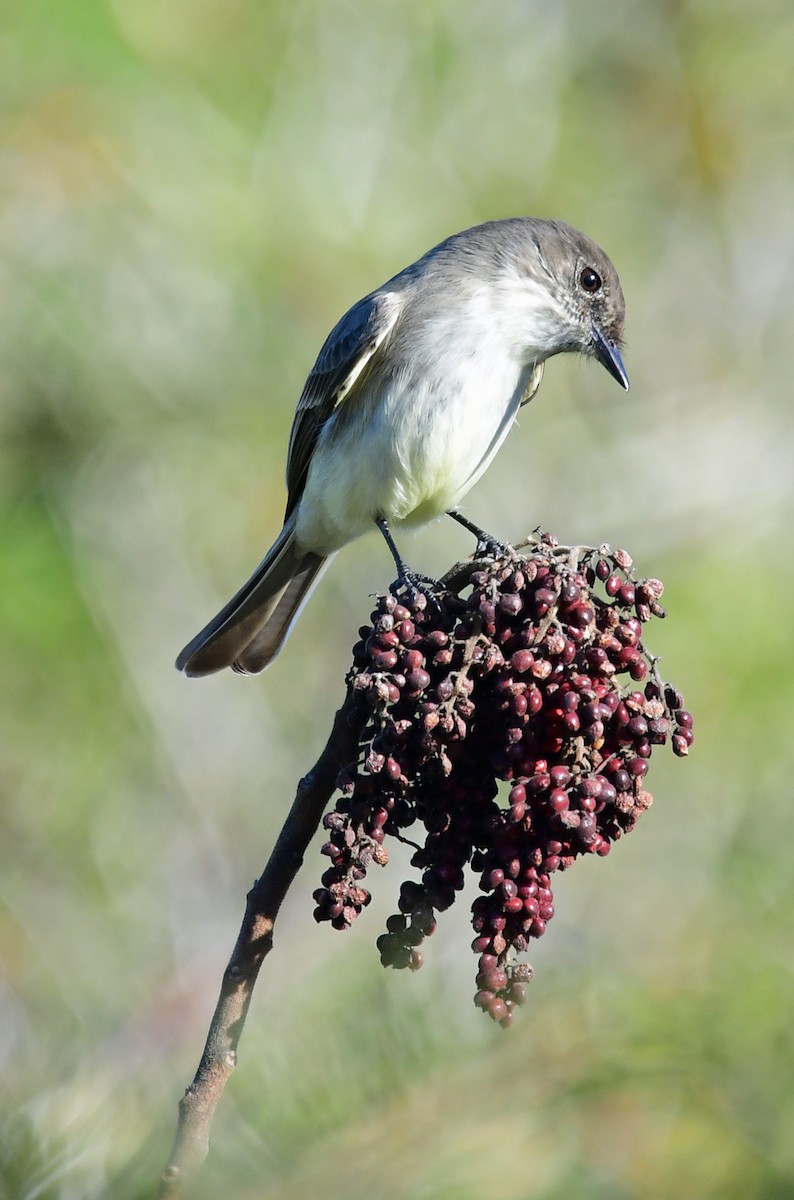 Eastern Phoebe - ML298364851