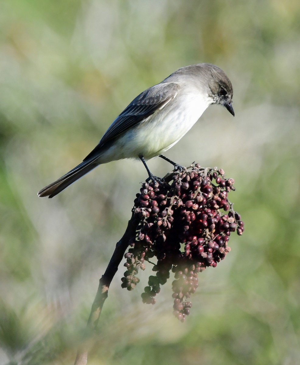 Eastern Phoebe - ML298364861