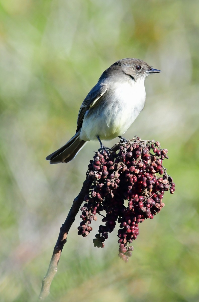 Eastern Phoebe - ML298364901