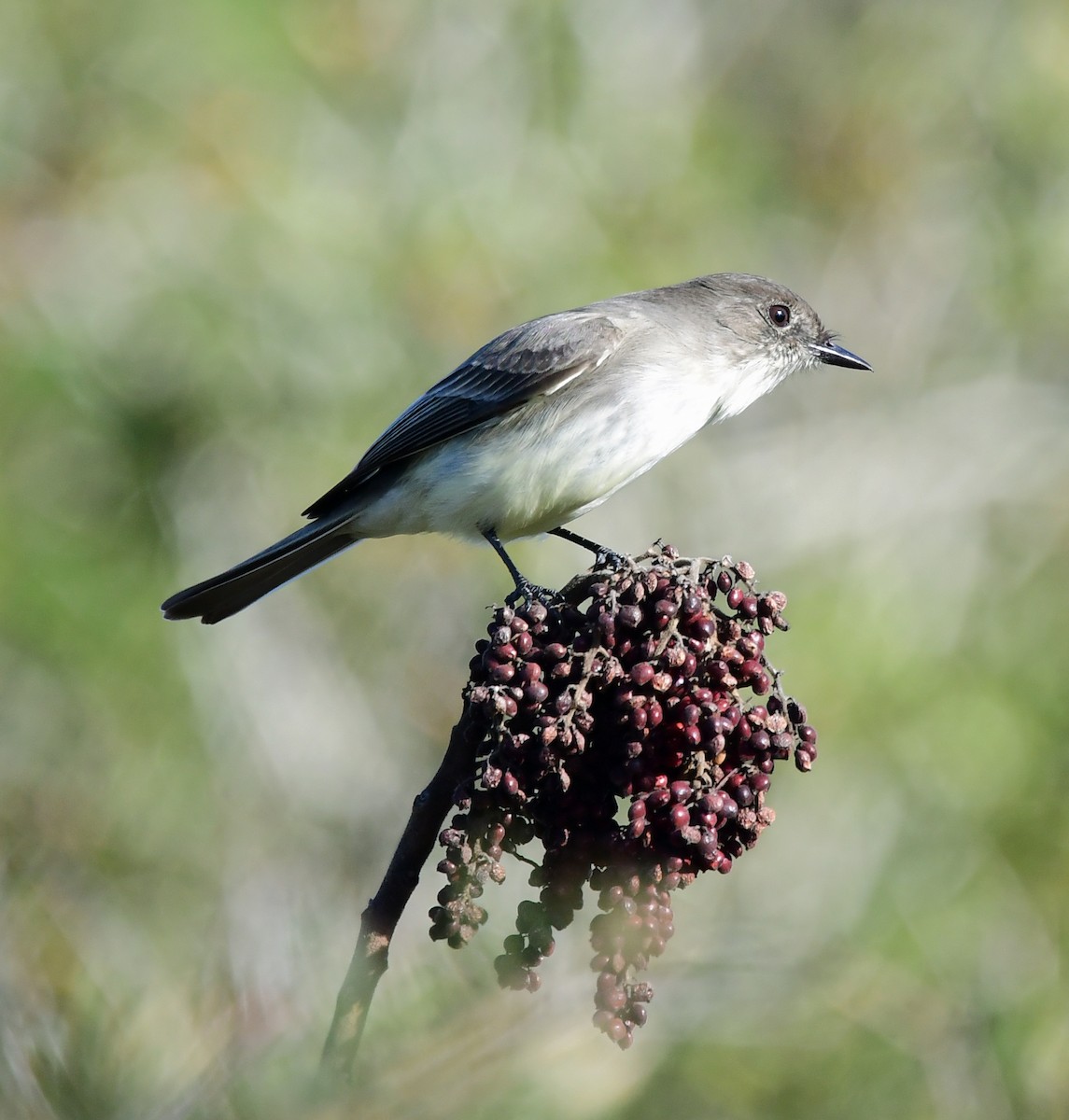 Eastern Phoebe - ML298364911