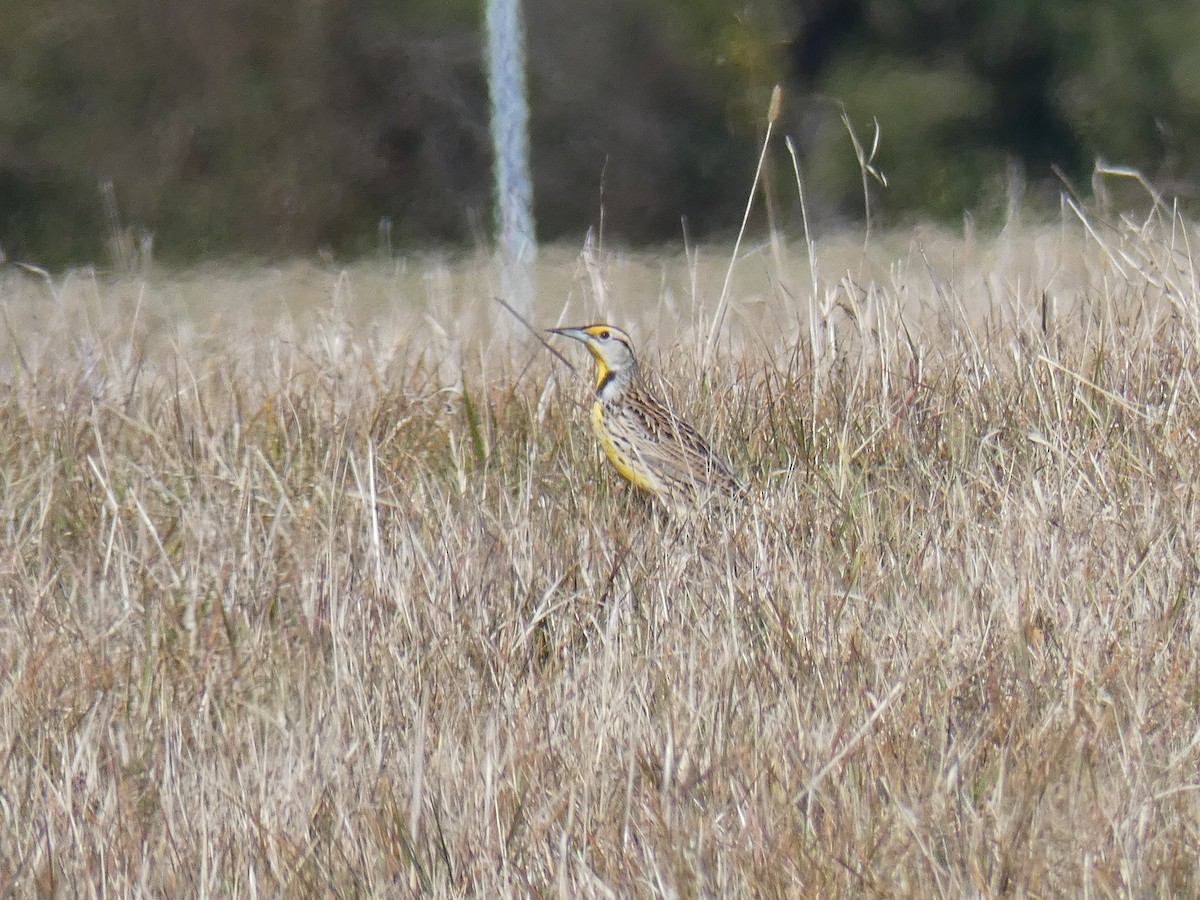 Eastern Meadowlark - ML298365051