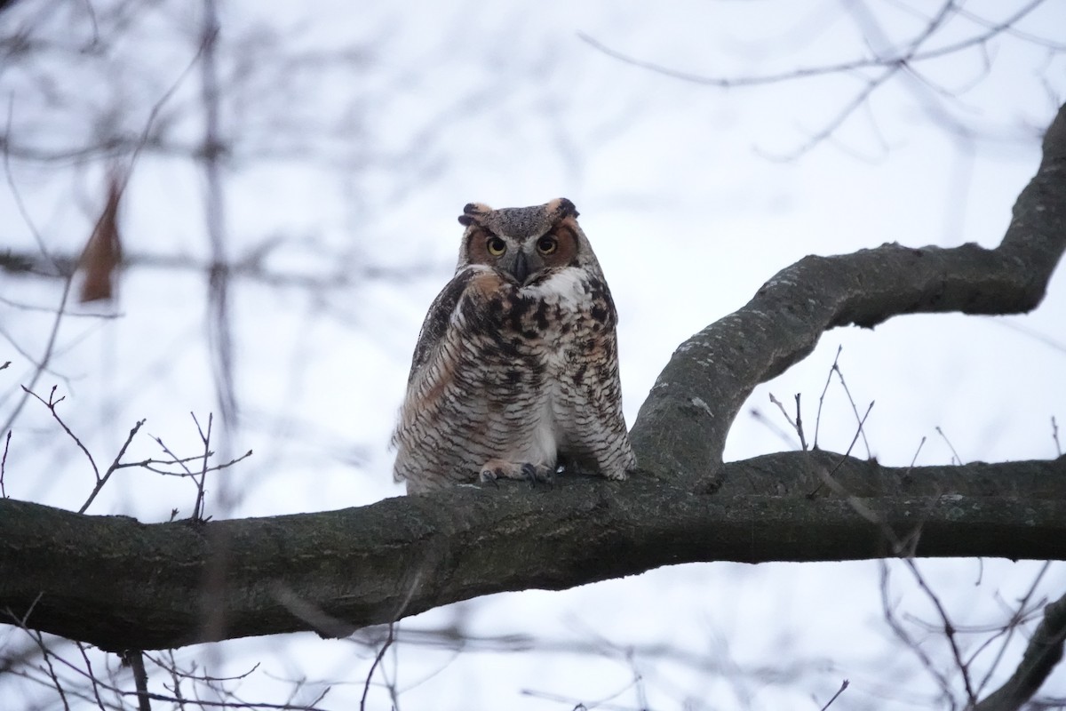 Great Horned Owl - ML298365431