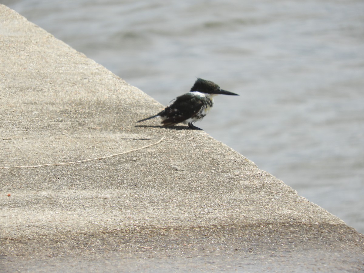 Green Kingfisher - ML298365501