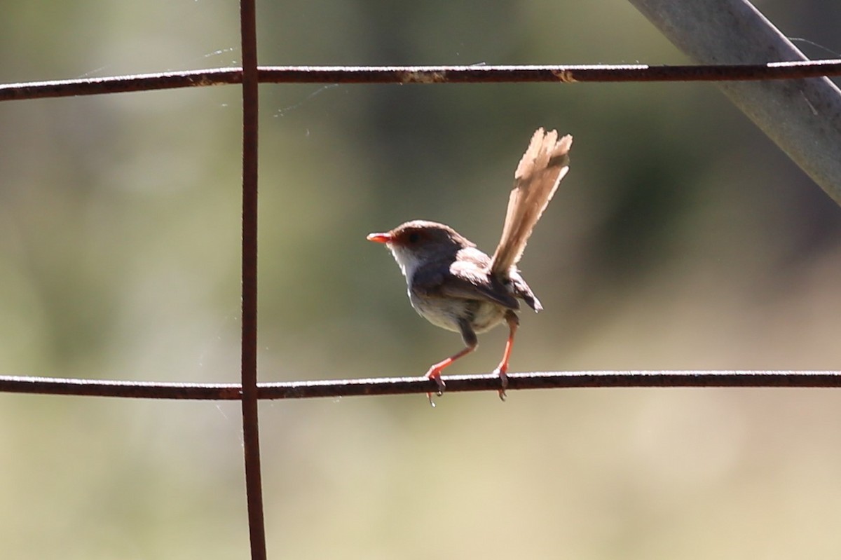 Superb Fairywren - ML298367641