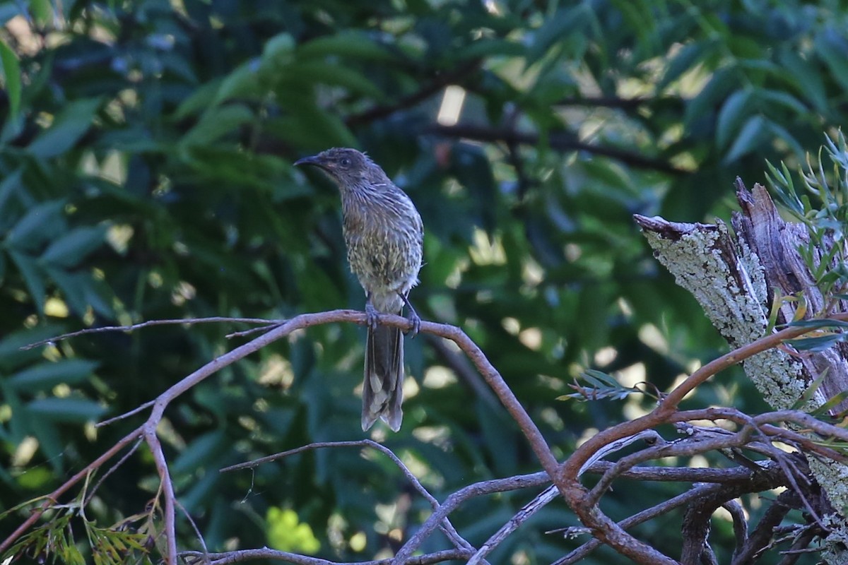 Little Wattlebird - ML298367751