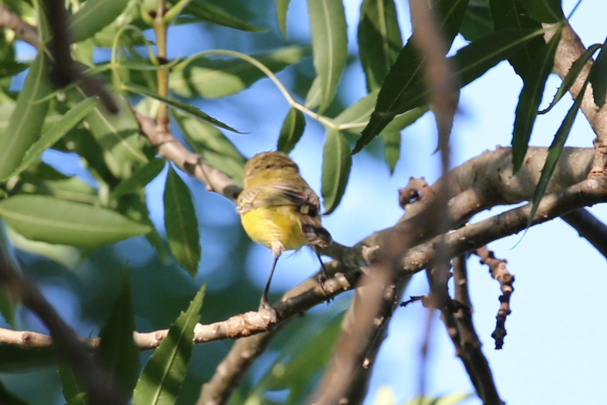 Yellow Thornbill - Bay Amelia Reeson