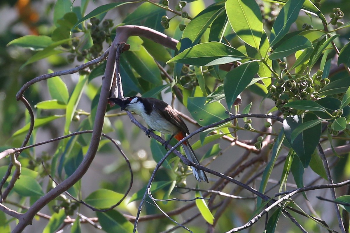 Red-whiskered Bulbul - ML298368071