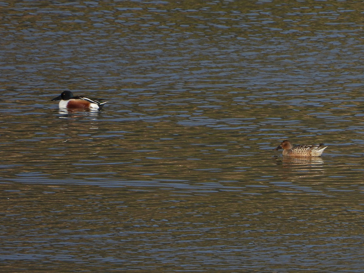 Northern Shoveler - ML298369711