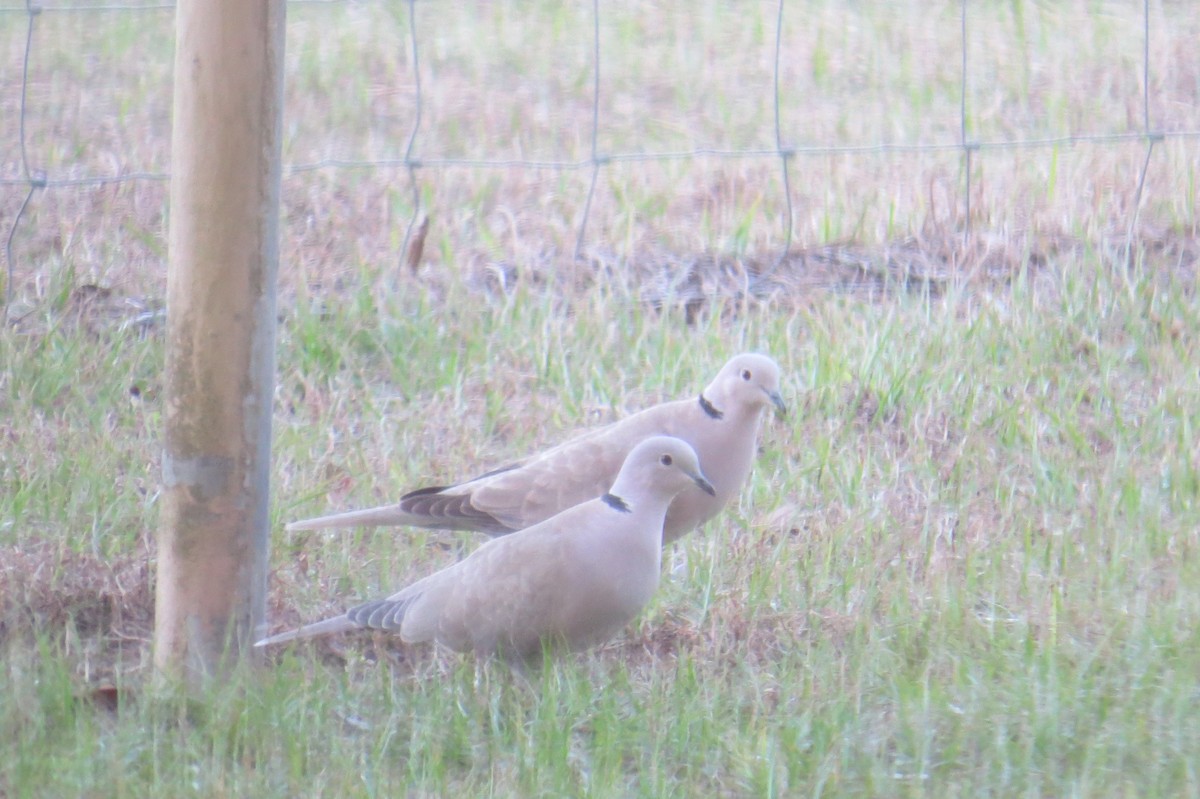 Eurasian Collared-Dove - ML298373351