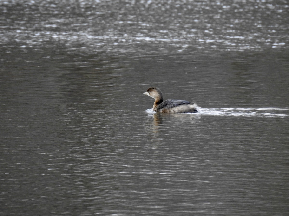 Pied-billed Grebe - ML298373481