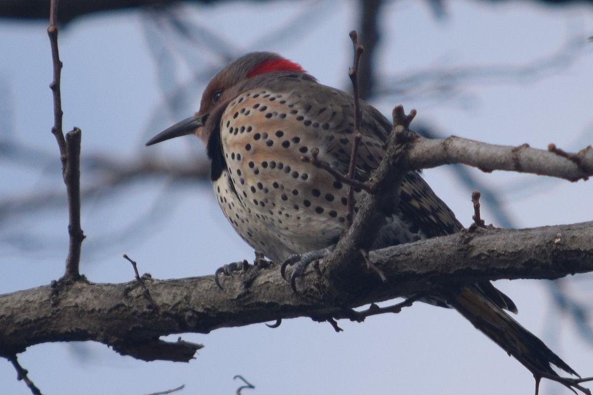 Northern Flicker - ML298374591