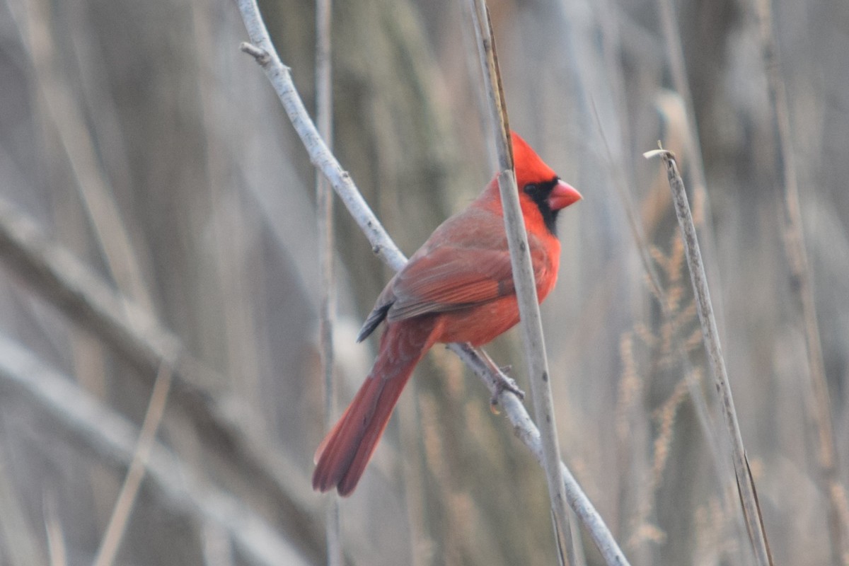 Cardinal rouge - ML298374621