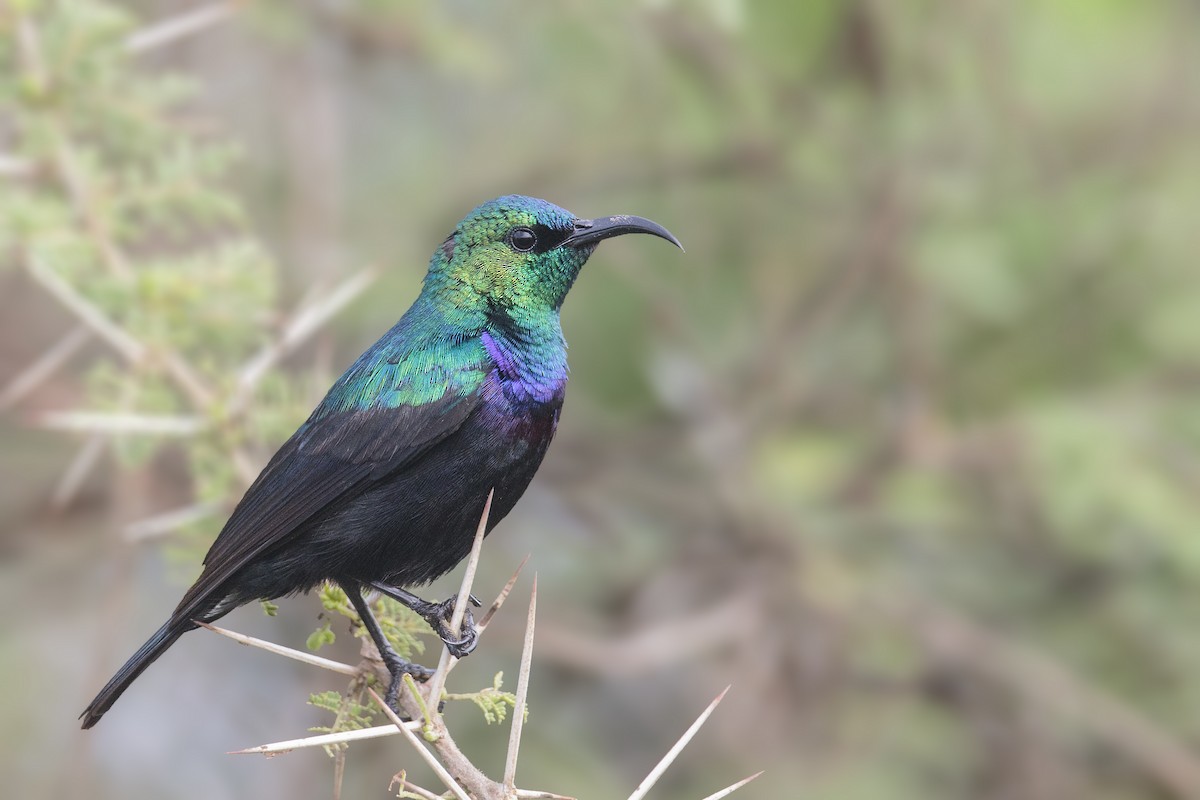 Tsavo Sunbird - Bradley Hacker 🦜