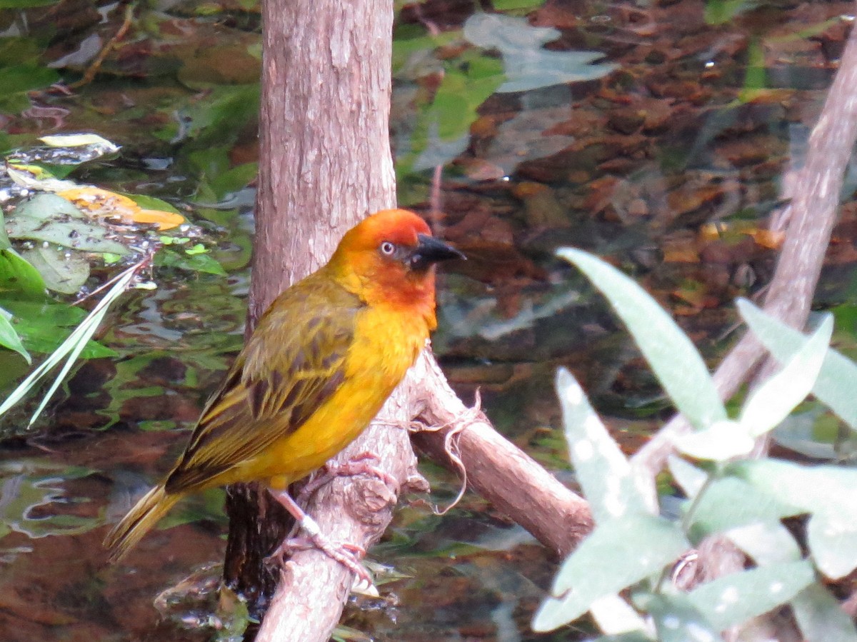 Cape Weaver - ML298376101